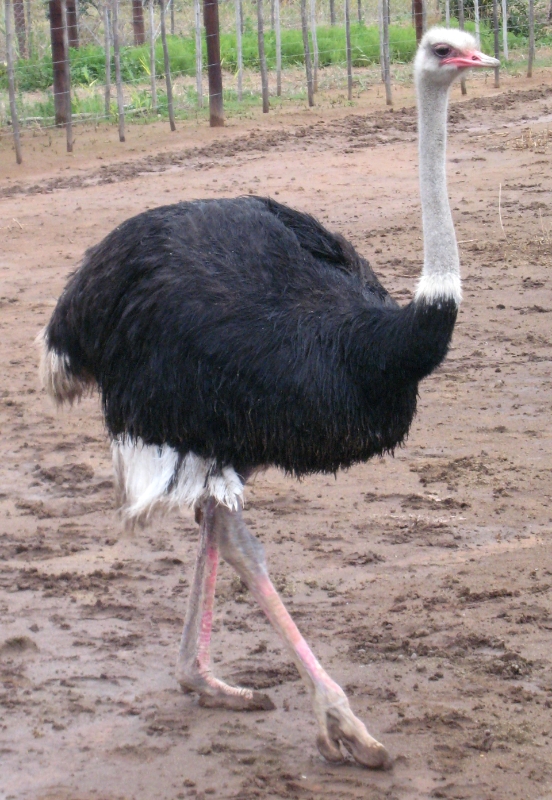 ostrich2.jpg